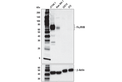 Western Blotting Image 1: FcγRIIB (D8F9C) XP® Rabbit mAb