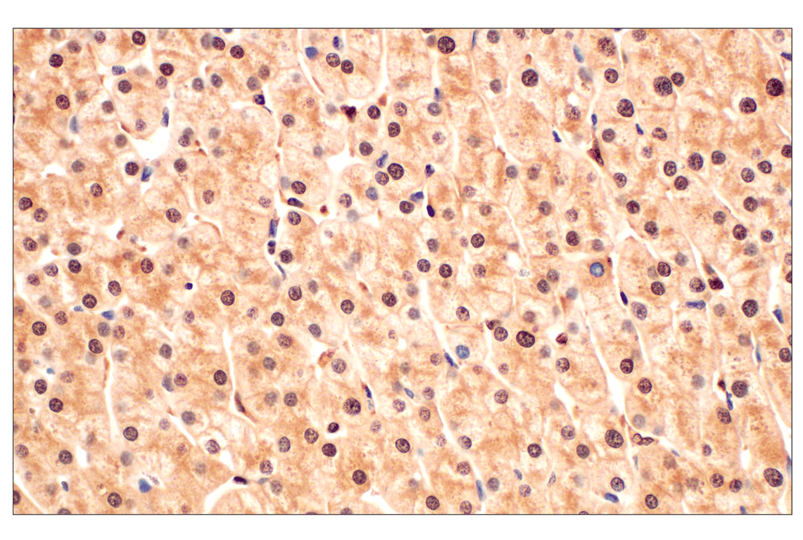 Immunohistochemistry Image 8: MTAP (E5R1I) Rabbit mAb (BSA and Azide Free)