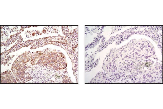 Immunohistochemistry Image 2: Grp75 (D13H4) XP<sup>®</sup> Rabbit mAb (BSA and Azide Free)