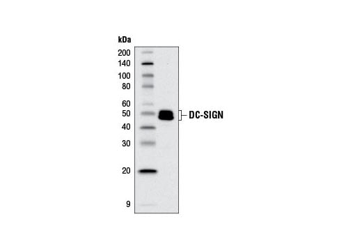 Western Blotting Image 1: DC-SIGN (D7F5C) XP<sup>®</sup> Rabbit mAb (BSA and Azide Free)