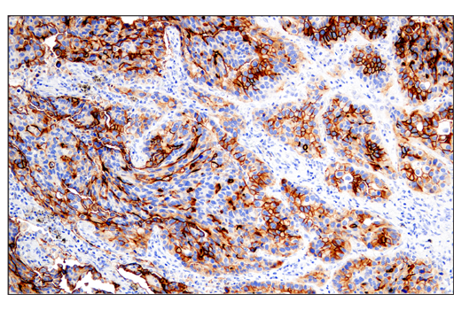 Immunohistochemistry Image 1: DAF/CD55 (E7G2U) XP<sup>®</sup> Rabbit mAb