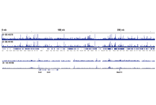 undefined Image 18: PhosphoPlus<sup>®</sup> c-Jun (Ser73) Antibody Duet