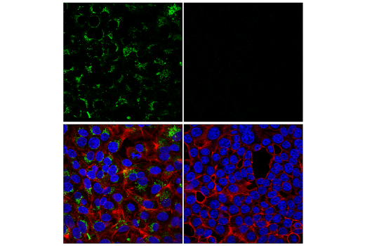 Immunofluorescence Image 1: ApoE (pan) (D7I9N) Rabbit mAb (Alexa Fluor<sup>®</sup> 488 Conjugate)