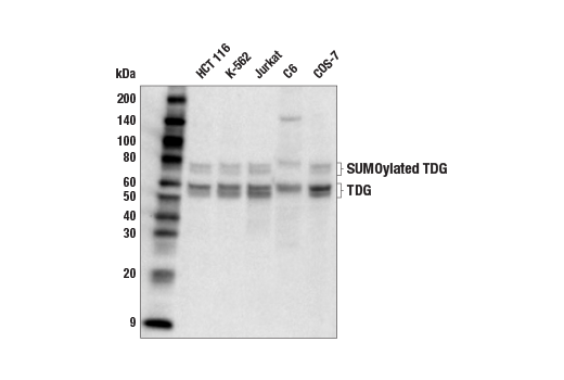 Western Blotting Image 1: TDG (E5T5G) Rabbit mAb