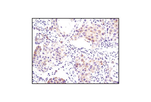 Immunohistochemistry Image 2: ACSL1 Antibody