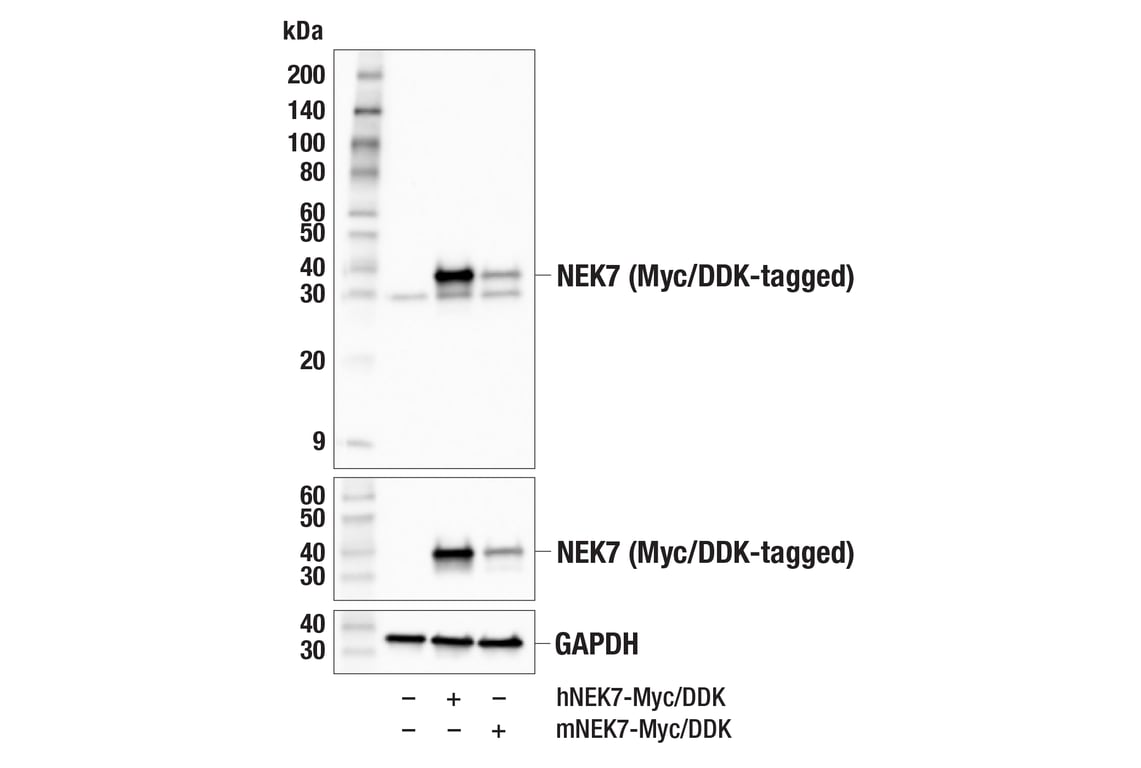 Western Blotting Image 2: NEK7 (E4E1B) Rabbit mAb