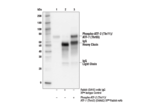 Immunoprecipitation Image 1: Phospho-ATF-2 (Thr71)/ATF-7 (Thr53) (E4A5G) XP<sup>®</sup> Rabbit mAb