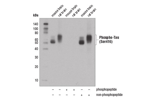Western Blotting Image 2: Phospho-Tau (Ser416) (D7U2P) Rabbit mAb (BSA and Azide Free)