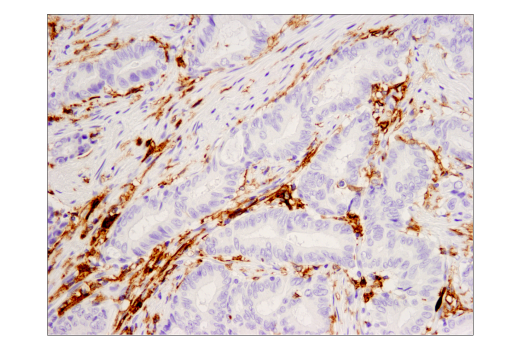 Immunohistochemistry Image 1: CD16 (D1N9L) Rabbit mAb (BSA and Azide Free)