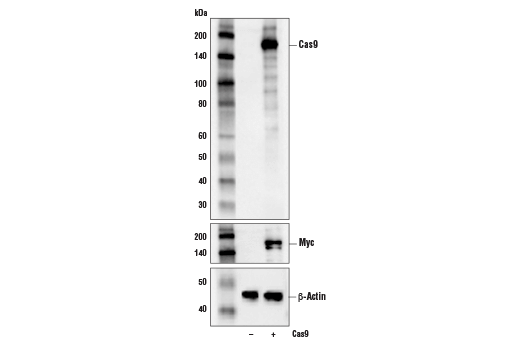 Western Blotting Image 1: Cas9 <i>(S. pyogenes)</i> (D8Y4K) Rabbit mAb (Biotinylated)