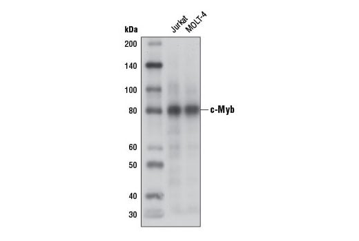 Western Blotting Image 1: c-Myb (D2R4Y) Rabbit mAb