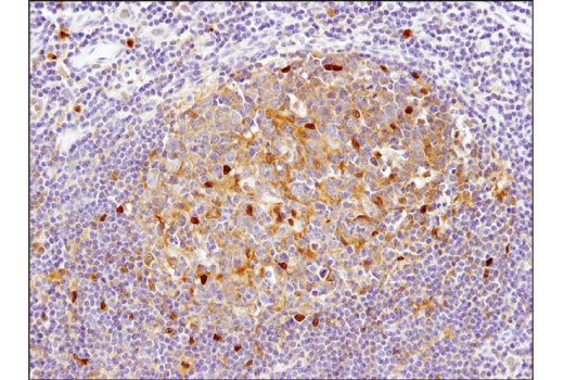 Immunohistochemistry Image 4: RelB (D7D7W) Rabbit mAb