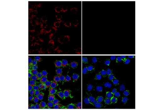 Immunofluorescence Image 1: CD68 (E3O7V) Rabbit mAb (Alexa Fluor<sup>®</sup> 647 Conjugate)