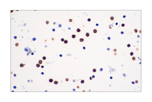Immunohistochemistry Image 1: B3GAT1 (NK-1) Mouse mAb