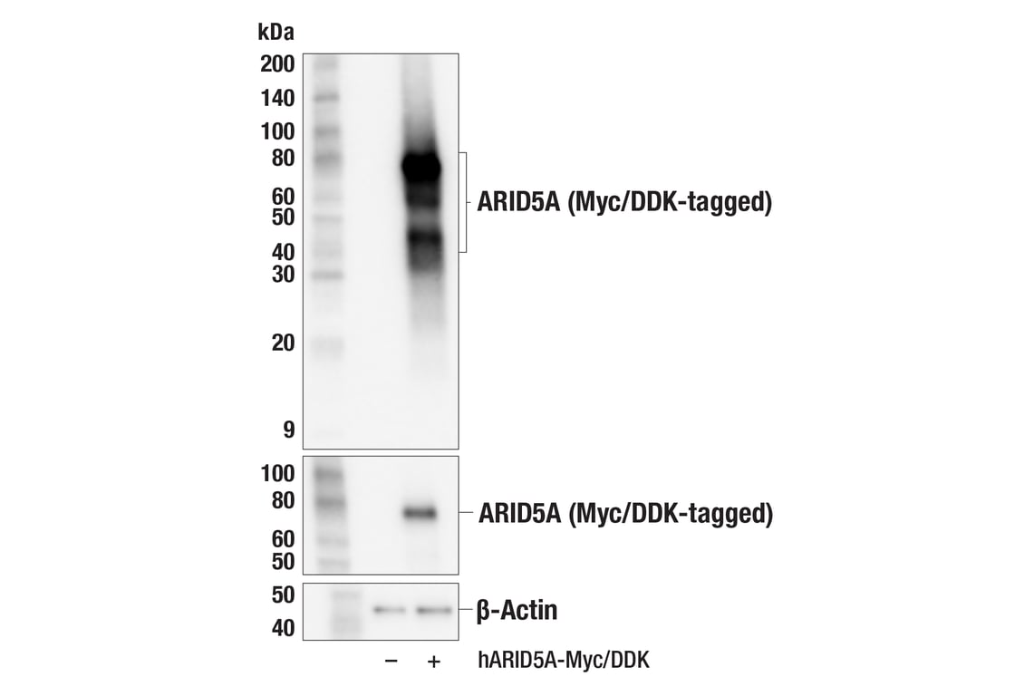 Western Blotting Image 2: ARID5A (F7T9F) Rabbit mAb