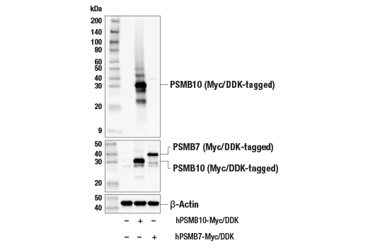 Western Blotting Image 3: PSMB10/MECL-1 (E6R7O) Rabbit mAb