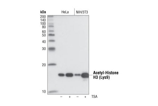 Western Blotting Image 1: Acetyl-Histone H3 (Lys9) (C5B11) Rabbit mAb (BSA and Azide Free)