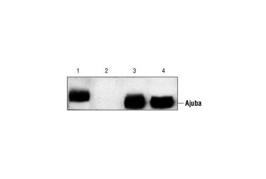 Western Blotting Image 2: Ajuba Antibody