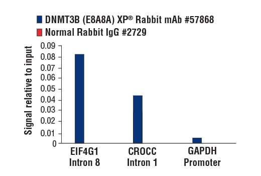 Chromatin Immunoprecipitation Image 1: DNMT3B (E8A8A) XP<sup>®</sup> Rabbit mAb