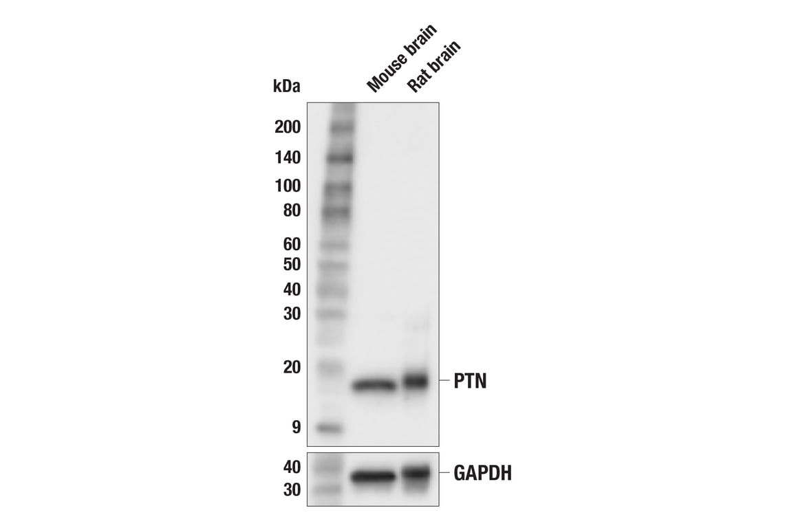 Western Blotting Image 2: PTN (F7T3F) Rabbit mAb