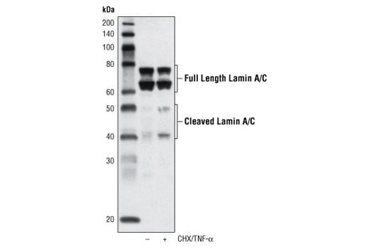 undefined Image 28: Microglia Cross Module Antibody Sampler Kit