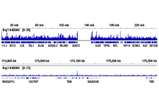 undefined Image 27: BAF Complex Antibody Sampler Kit II