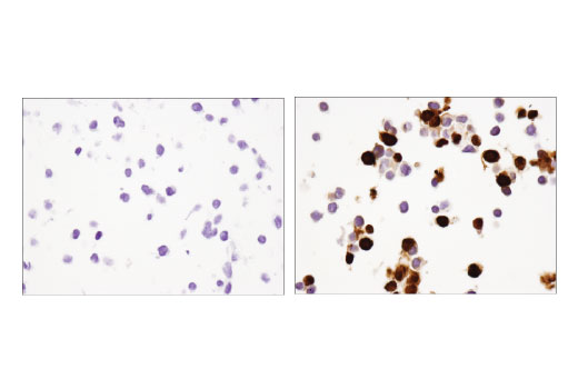 Immunohistochemistry Image 4: Cre Recombinase (D7L7L) XP<sup>®</sup> Rabbit mAb (BSA and Azide Free)