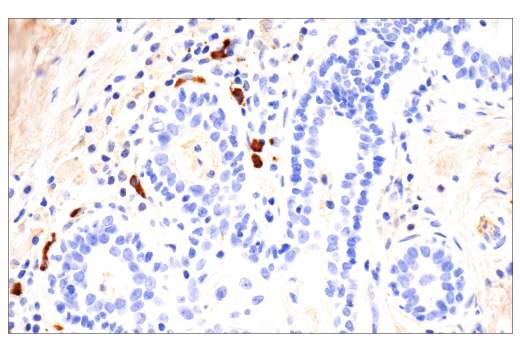 Immunohistochemistry Image 3: IgA (N1CLA) Mouse mAb