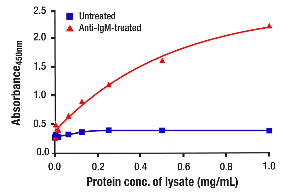 ELISA Image 2: Btk (D6T2C) Mouse mAb (BSA and Azide Free)
