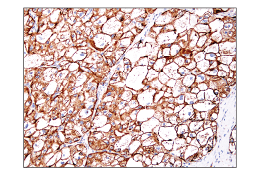 Immunohistochemistry Image 5: IDH2 (D8E3B) Rabbit mAb