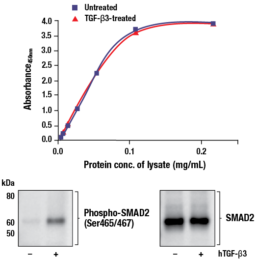 ELISA Image 1: FastScan<sup>™</sup> Total SMAD2 ELISA Kit