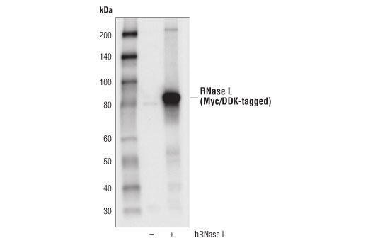 undefined Image 14: Host Cell Viral Restriction Factor Antibody Sampler Kit