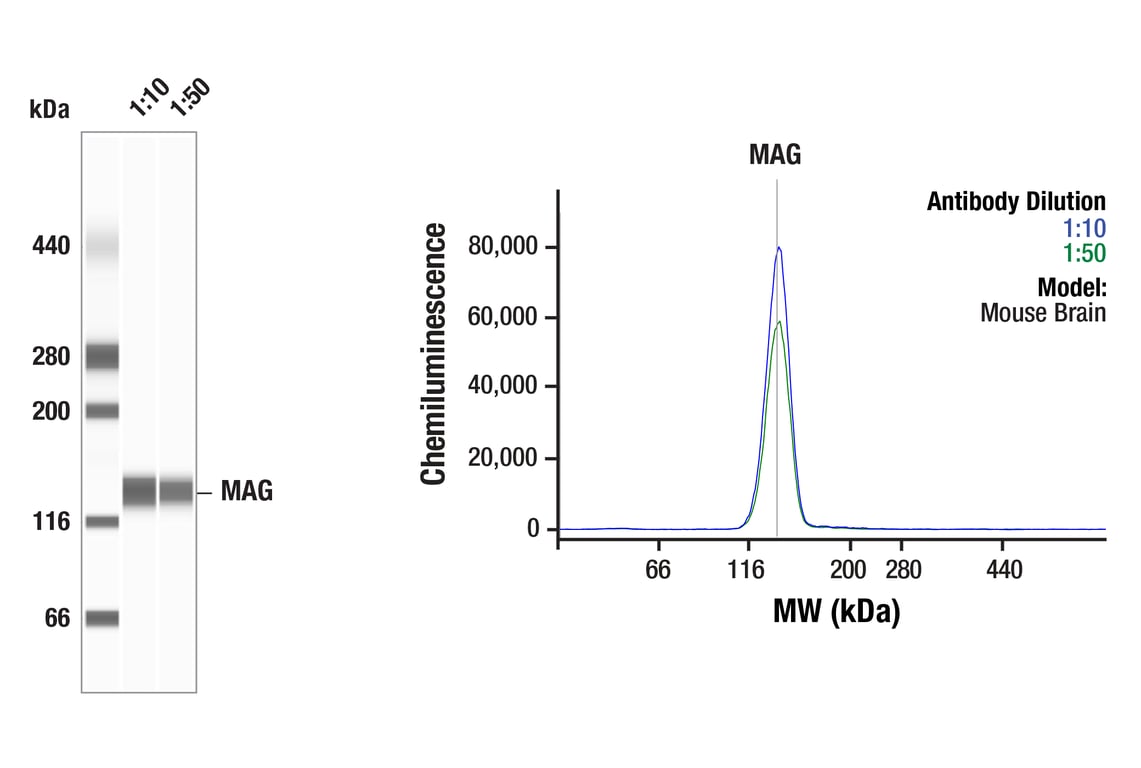undefined Image 34: Demyelinating Disease Targets Antibody Sampler Kit