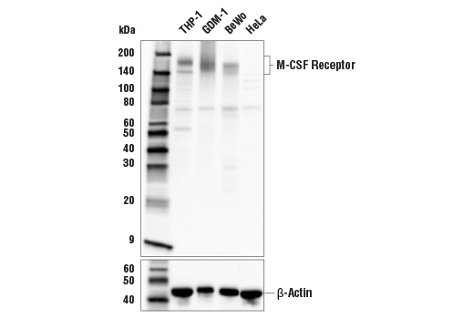 Western Blotting Image 1: CSF-1R/M-CSF-R (E4T8Z) Rabbit mAb (BSA and Azide Free)