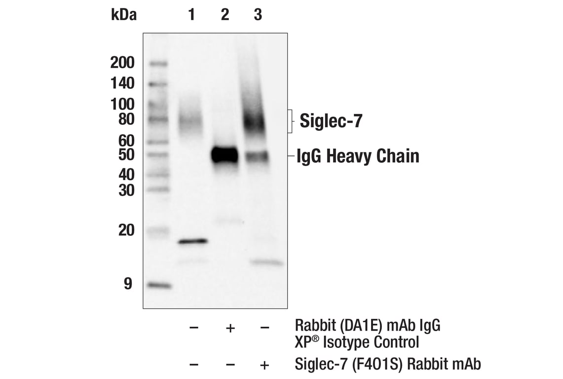 Immunoprecipitation Image 1: Siglec-7 (F4O1S) Rabbit mAb