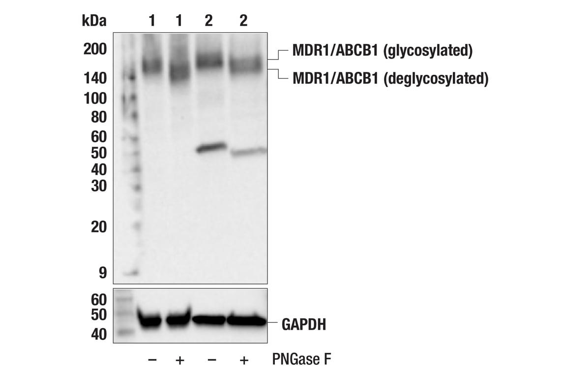 Western Blotting Image 3: MDR1/ABCB1 (E1Y7S) Rabbit mAb