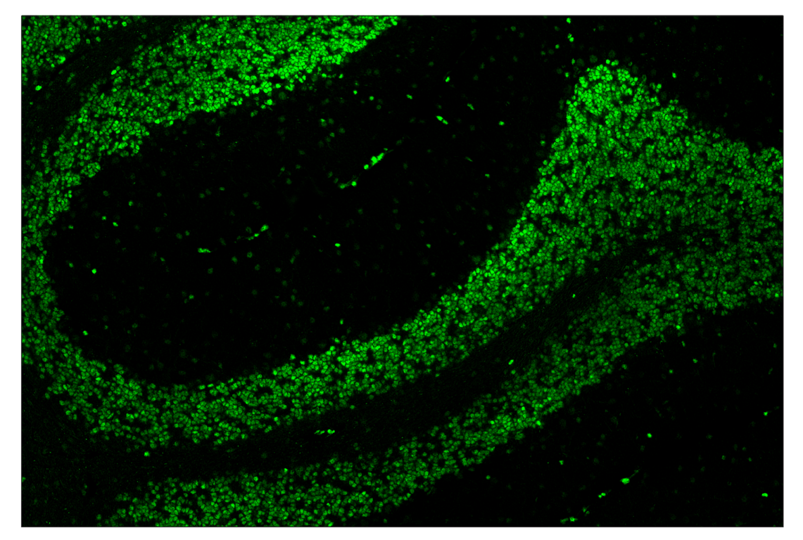 Immunohistochemistry Image 2: Phospho-CREB (Ser133) (87G3) & CO-0125-488 SignalStar<sup>™</sup> Oligo-Antibody Pair