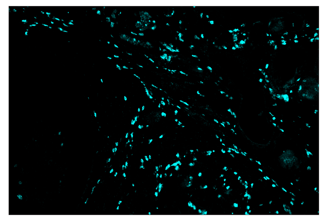 Immunohistochemistry Image 4: Arginase-1 (D4E3M) & CO-0075-594 SignalStar<sup>™</sup> Oligo-Antibody Pair