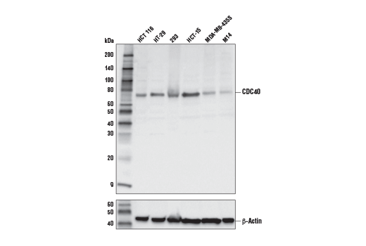 Western Blotting Image 1: CDC40 (E4V4J) Rabbit mAb