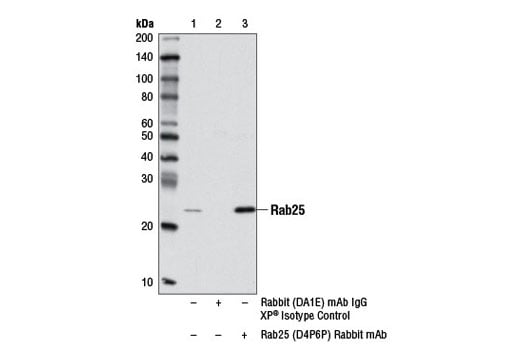 Western Blotting Image 3: Rab25 (D4P6P) XP<sup>®</sup> Rabbit mAb