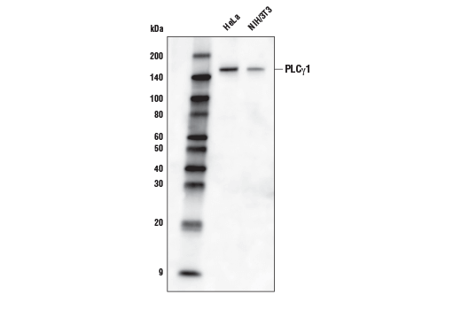 Western Blotting Image 1: PLCγ1 (D9H10) XP<sup>®</sup> Rabbit mAb (Biotinylated)