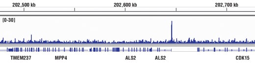 Chromatin Immunoprecipitation Image 1: CBP (D9B6) Rabbit mAb
