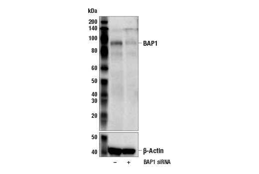 Western Blotting Image 2: BAP1 (D7W7O) Rabbit mAb