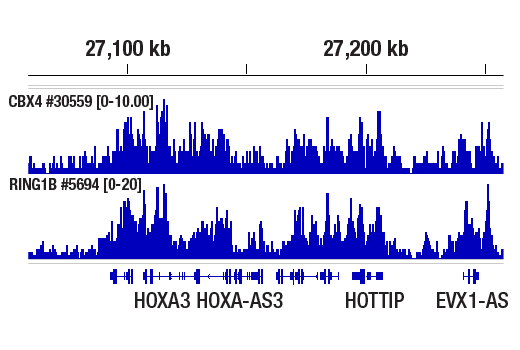 Chromatin Immunoprecipitation Image 1: CBX4 (E6L7X) Rabbit mAb