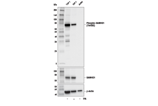 undefined Image 18: Host Cell Viral Restriction Factor Antibody Sampler Kit