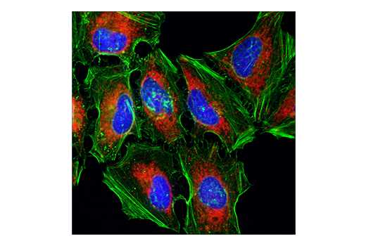 Immunofluorescence Image 1: COX IV (3E11) Rabbit mAb (Alexa Fluor® 594 Conjugate)