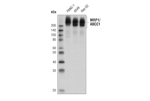 Western Blotting Image 1: MRP1/ABCC1 (D5C1X) Rabbit mAb