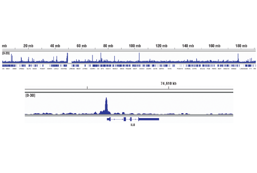 undefined Image 13: PhosphoPlus<sup>®</sup> NF-κB p65/RelA (Ser536) Antibody Duet