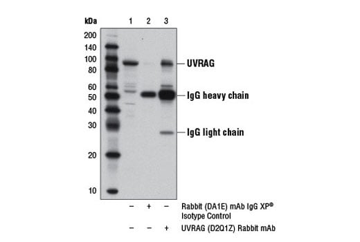 undefined Image 12: Beclin-1 Complex Antibody Sampler Kit