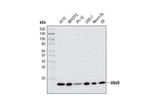 Western Blotting Image 1: Ubc9 (D26F2) XP<sup>®</sup> Rabbit mAb